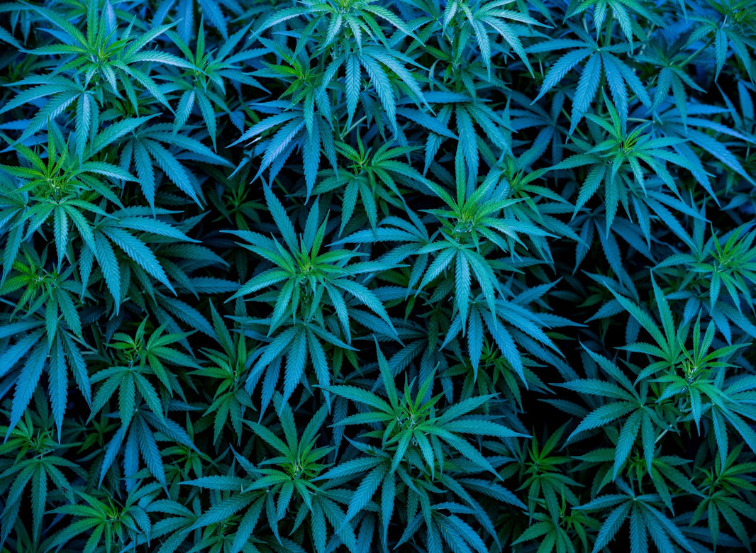 Cannabis Strain Overview: Blue Dream - Gamut Packaging