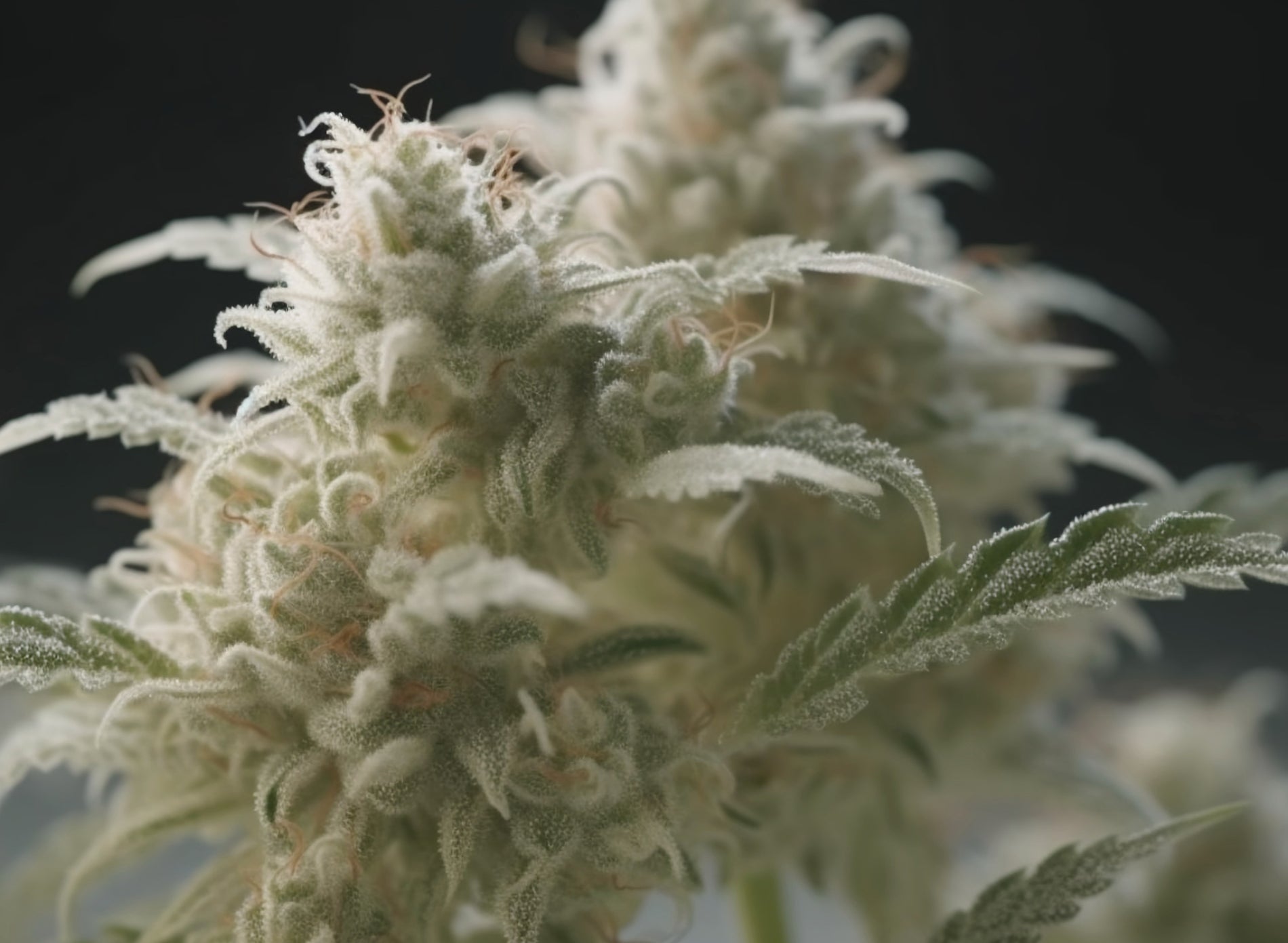 Albino Weed: Real or Urban Legend? - Gamut Packaging