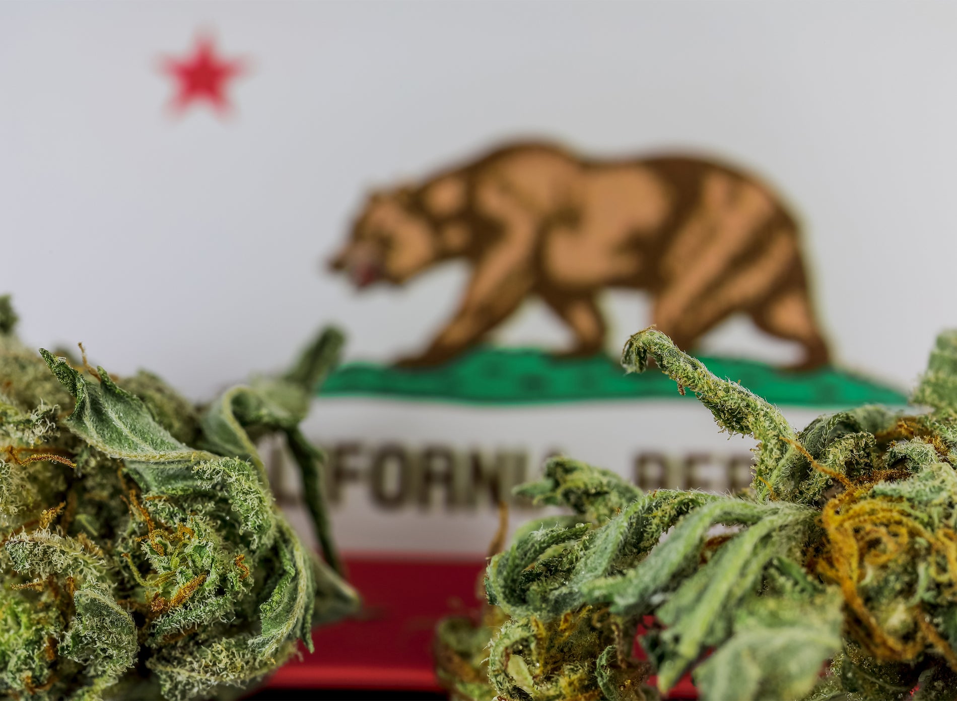 New Ballot Measures Could Expand California's Recreational Marijuana Market - Gamut Packaging