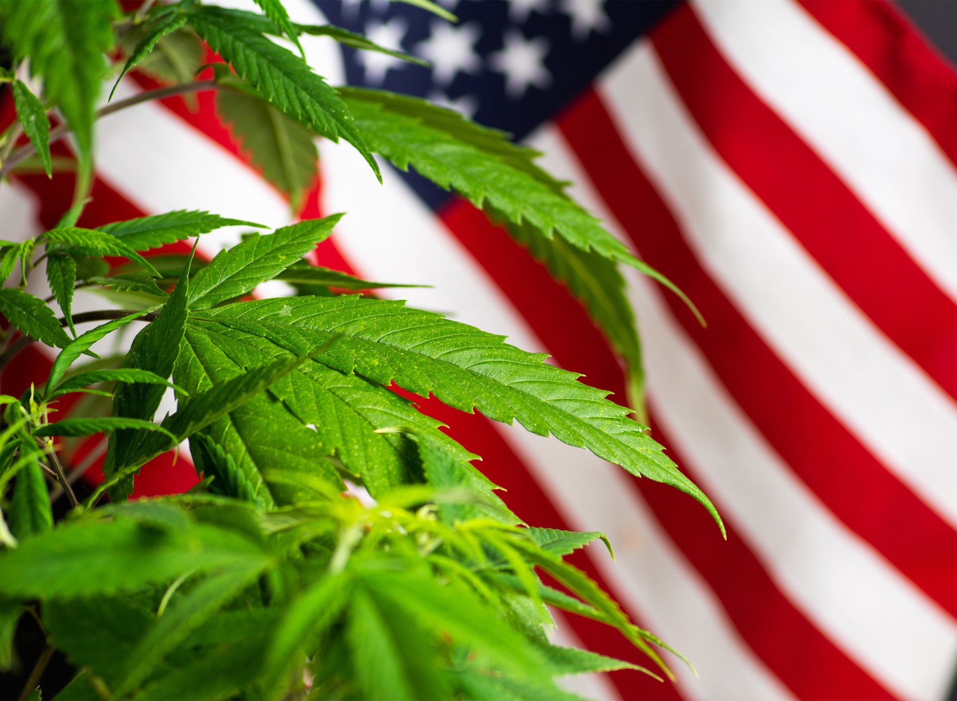 Polls Suggest Dicey Outcome For Adult-Use Cannabis In Midterms - Gamut Packaging