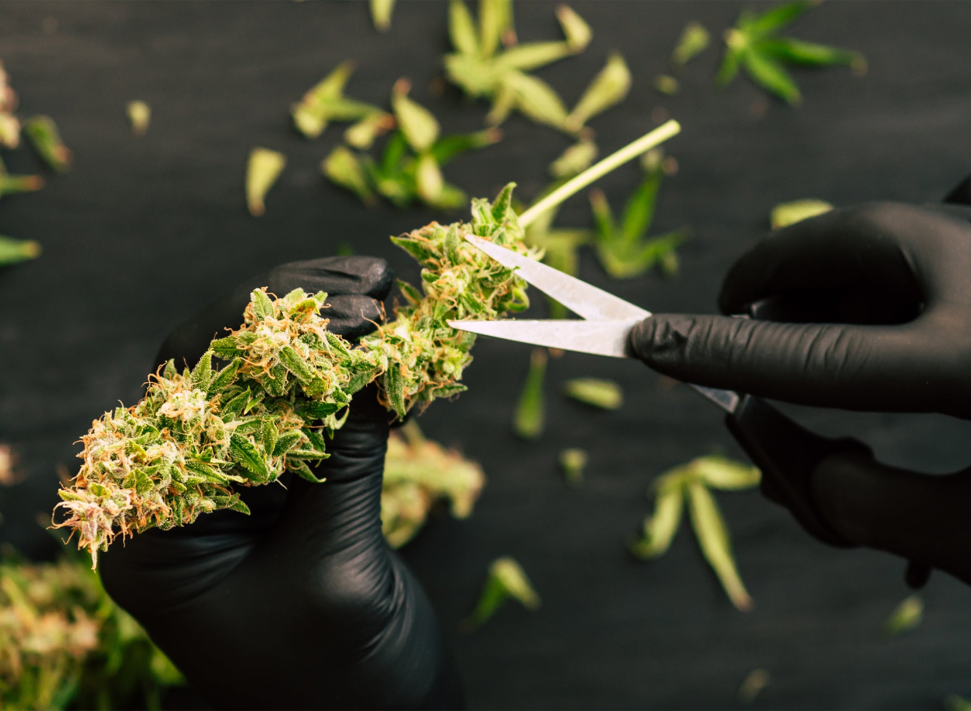 Croptober: What is it and How to Prepare as a Cannabis Business - Gamut Packaging