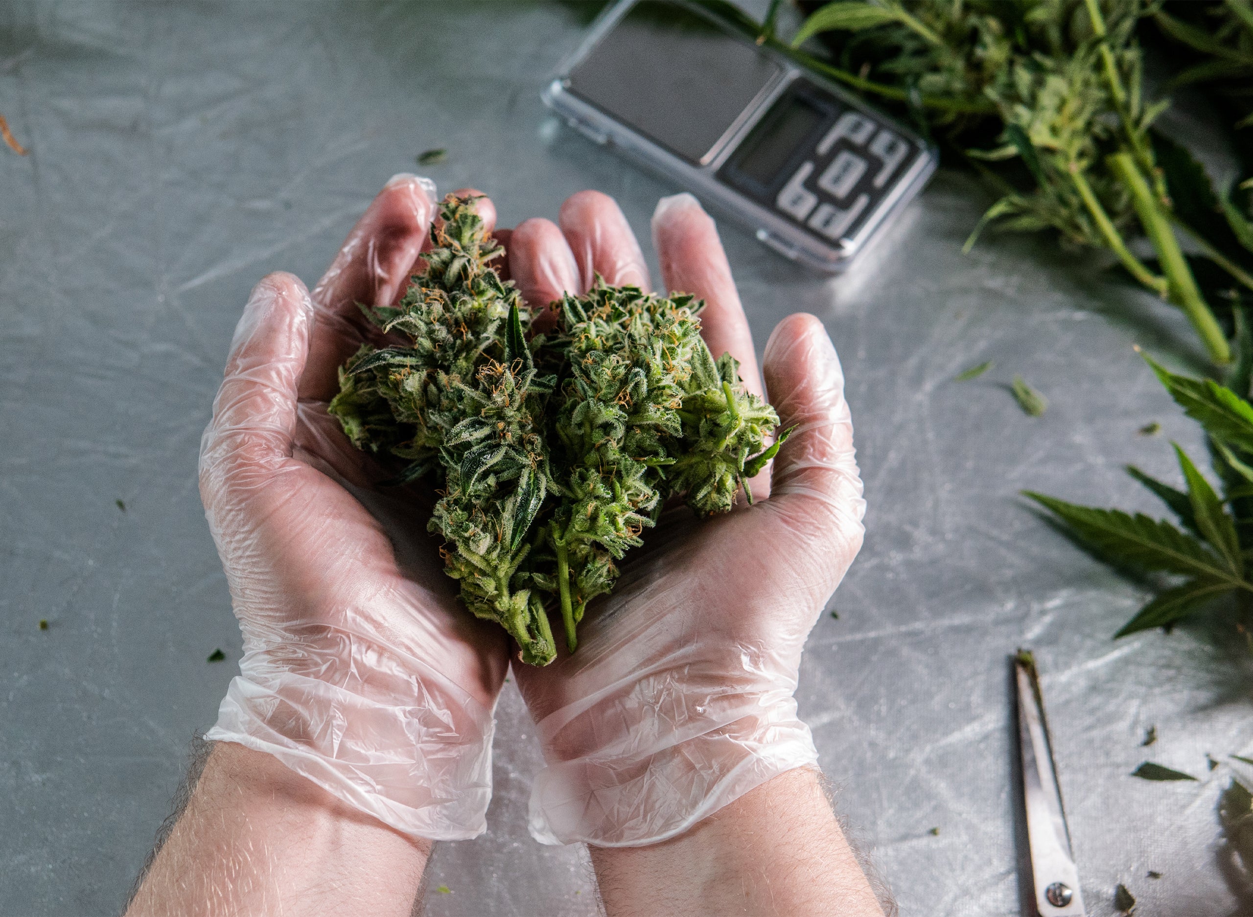 Packaging of Different Strains: Doing Your Brand Up Right The First Time - Gamut Packaging