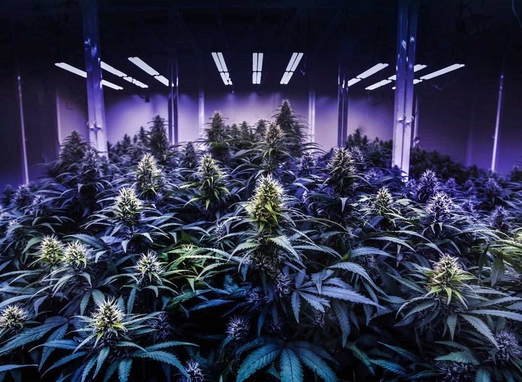 How To Grow Marijuana Indoors - Gamut Packaging