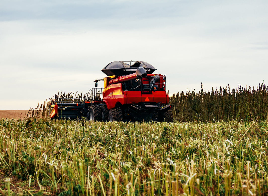 How and When to Harvest Hemp: A Quick Guide to A Happy Hemp Harvest - Gamut Packaging