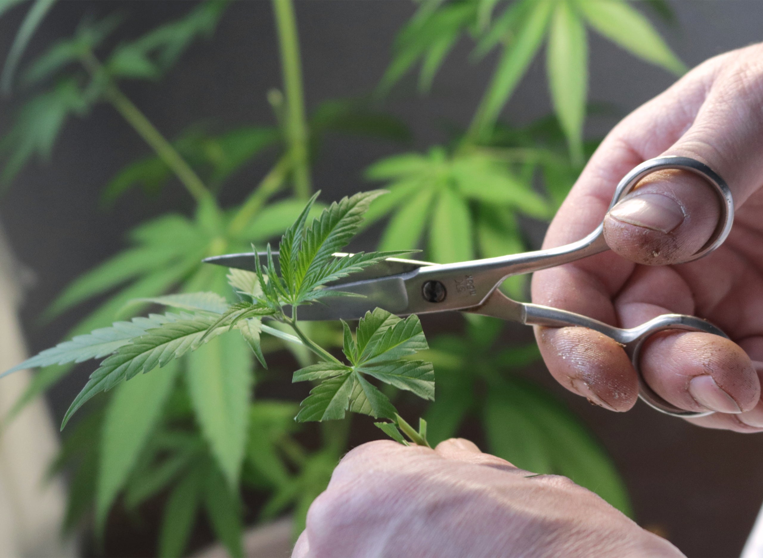 Cloning Weed: A Step-By-Step Guide To Weed Cutting & Growth