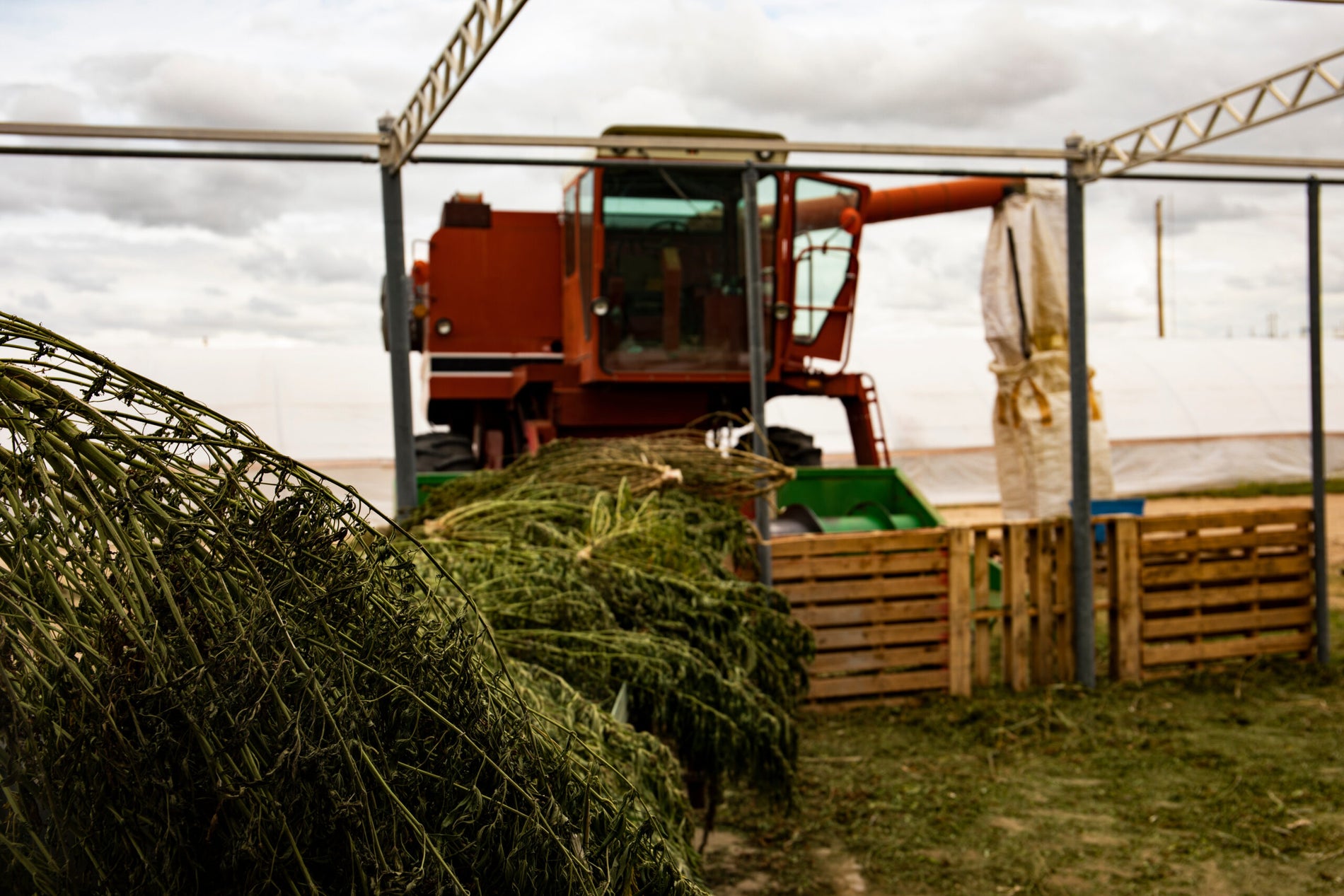 Industrial Hemp and How It’s Processed - Gamut Packaging