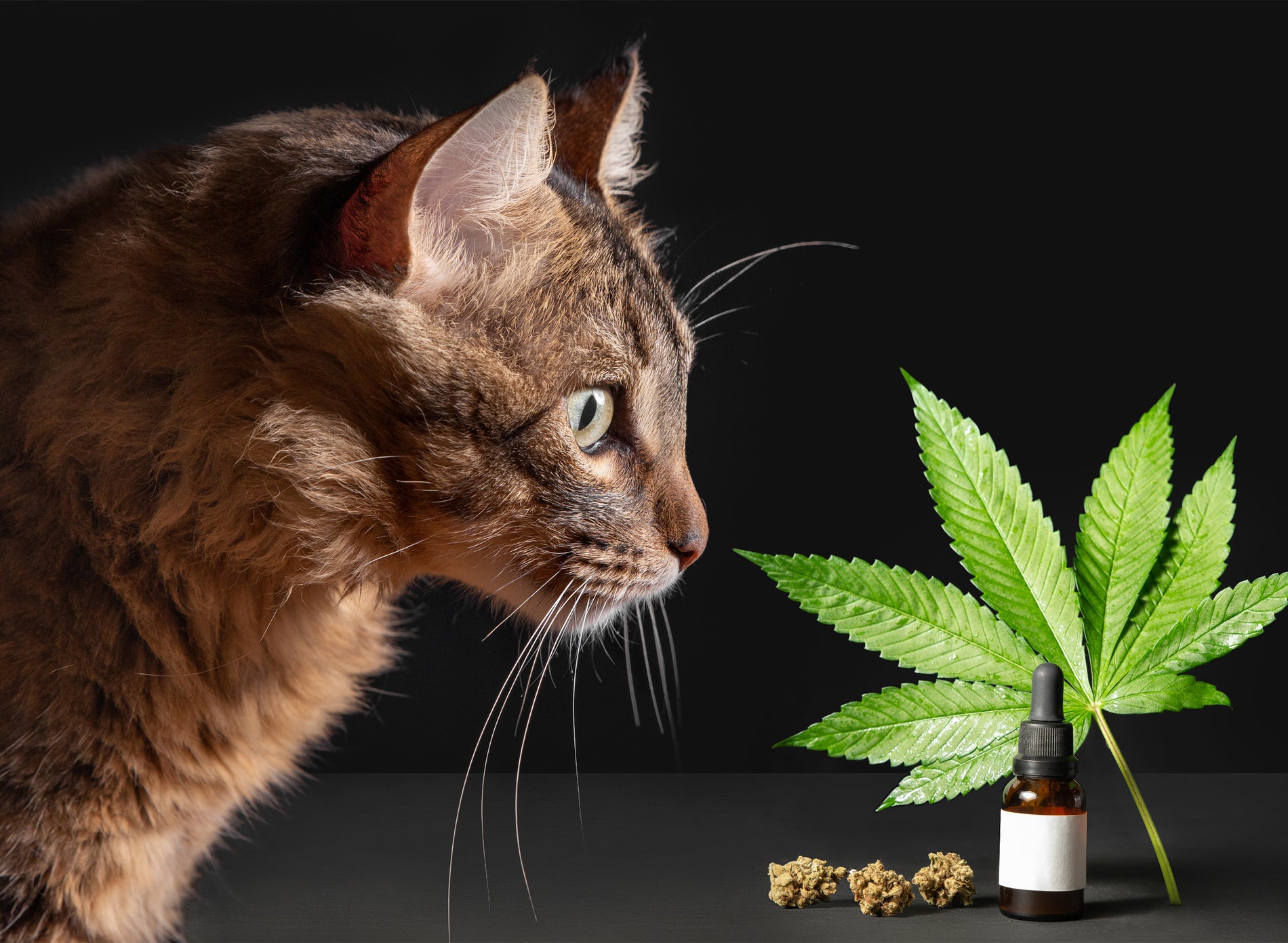 CBD Product Branding for Pet Products - Gamut Packaging