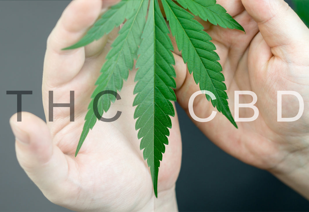 CBD vs THC: Key Differences Between The Two Cannabinoids - Gamut Packaging