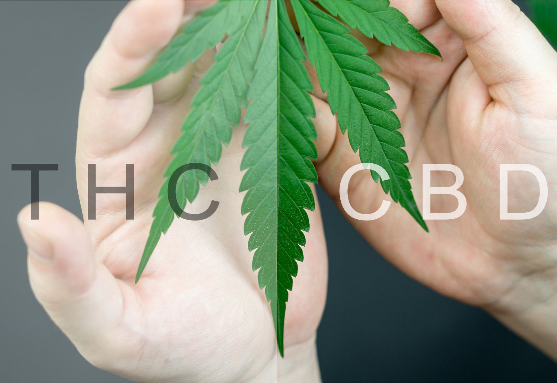 CBD vs THC: Key Differences Between The Two Cannabinoids - Gamut Packaging