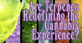 Cannabis Terpenes Are Now Being Orchestrated to Deliver Specific Experiences - Gamut Packaging