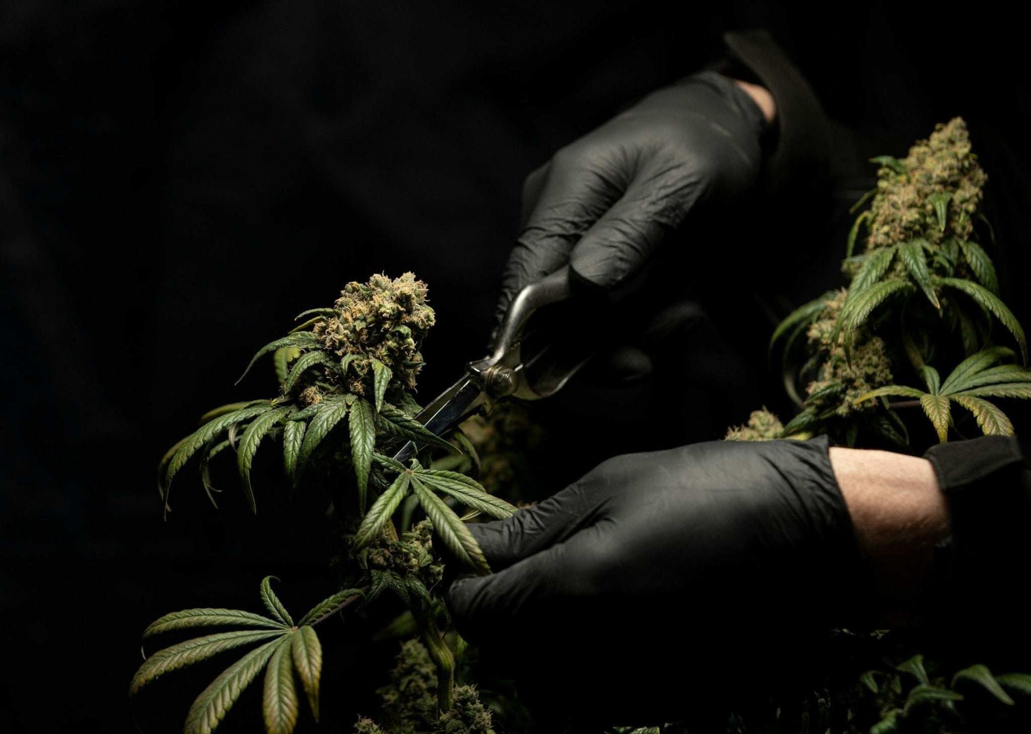 How is Marijuana Administered - Gamut Packaging