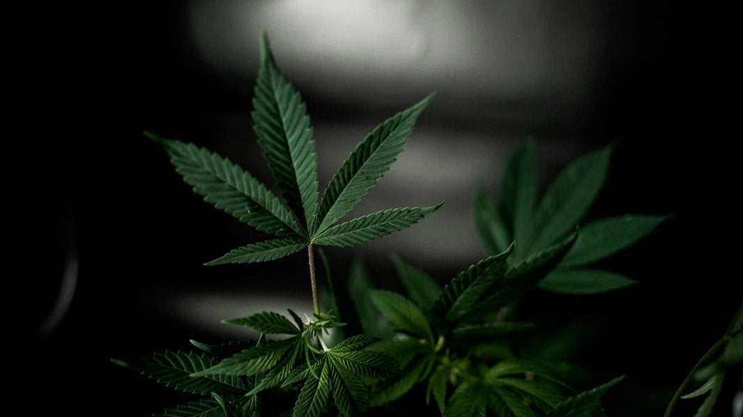 Can You Get a Medical Marijuana Card in Tennessee? - Gamut Packaging