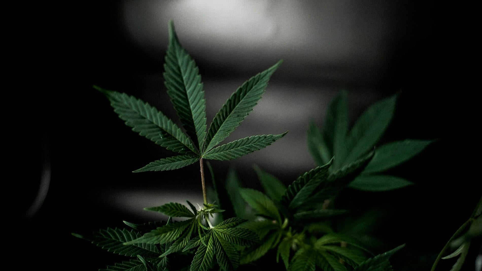 How Many Marijuana Plants Can You Grow in Massachusetts? - Gamut Packaging