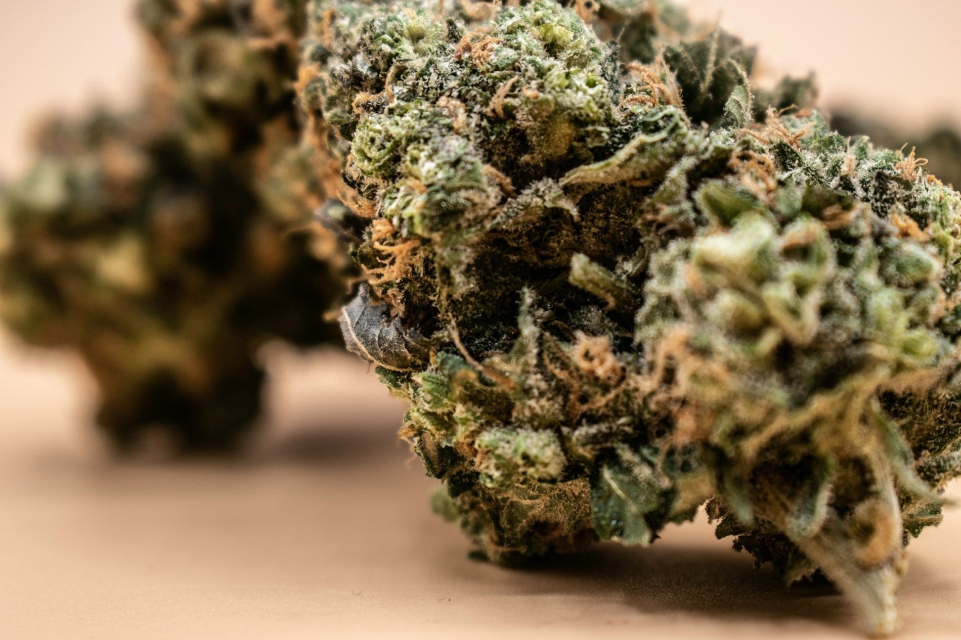 How to Tell When Marijuana is Finished Flowering - Gamut Packaging