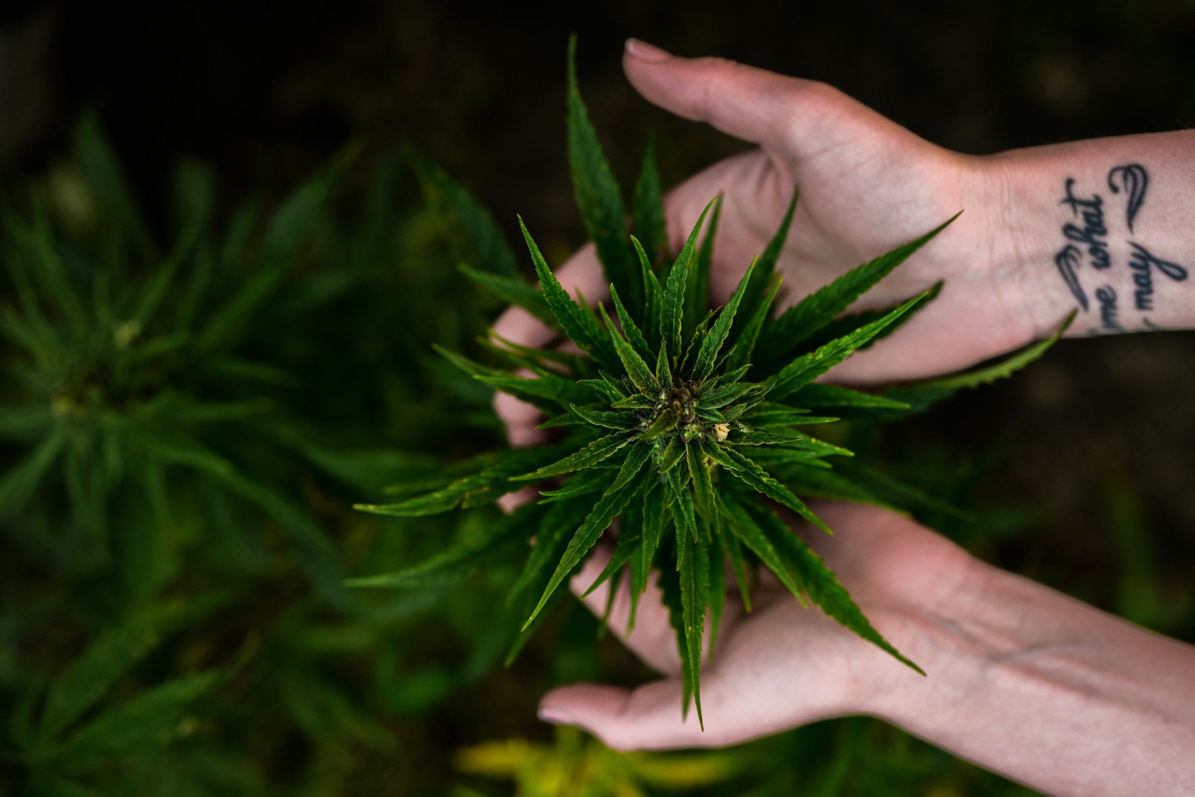 What Bugs Eat Marijuana Plants - Gamut Packaging