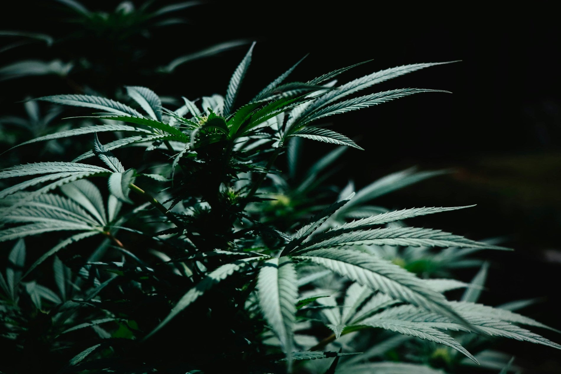 How to Germinate Marijuana Seeds in a Cup of Water - Gamut Packaging