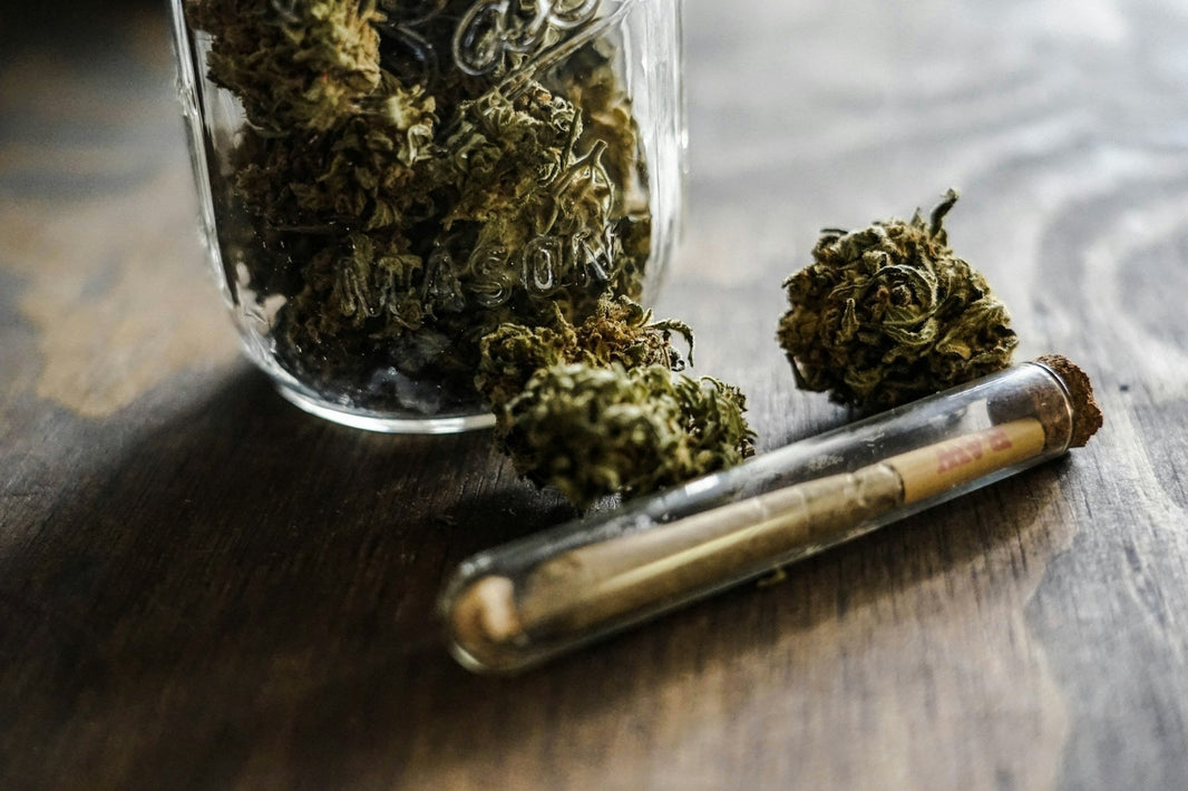 How Much Does a Marijuana Plant Yield - Gamut Packaging