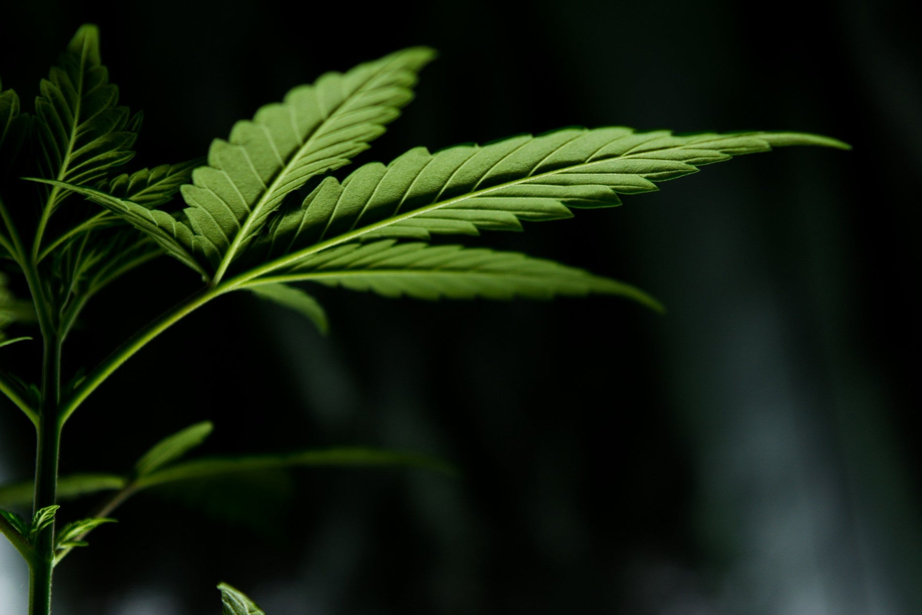 Can You Smoke Green Marijuana? - Gamut Packaging