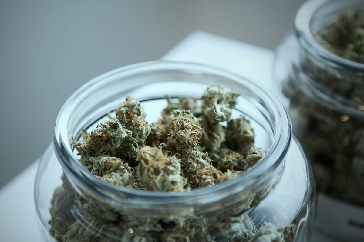 What to Plant With Marijuana - Gamut Packaging