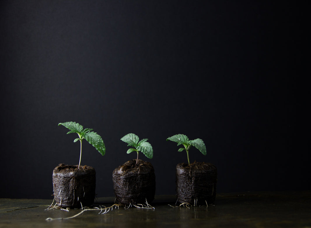 How to Care for Cannabis Seedlings and Avoid Stunted Growth - Gamut Packaging