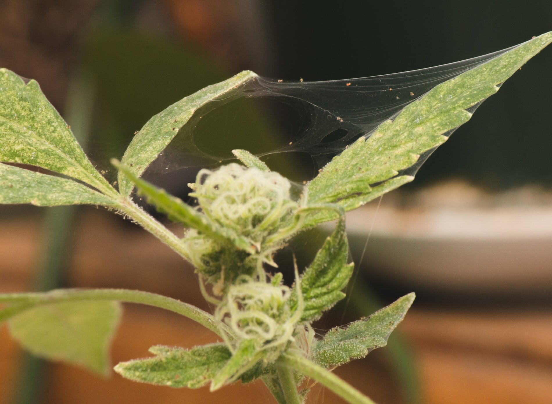 How to Get Rid of Spider Mites on Cannabis Plants - Gamut Packaging