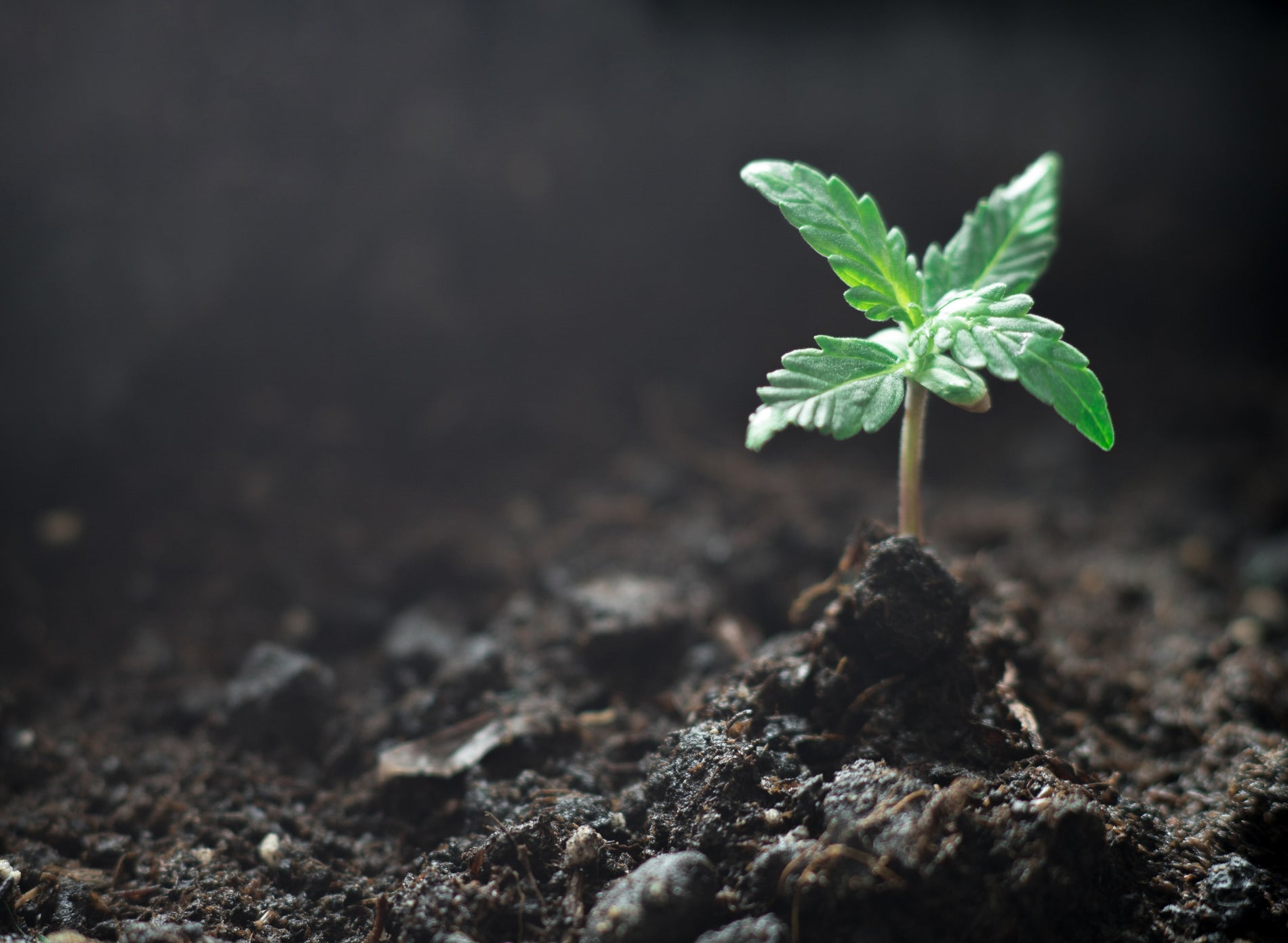 The Cannabis Seedling Stage: Everything You Need to Know - Gamut Packaging