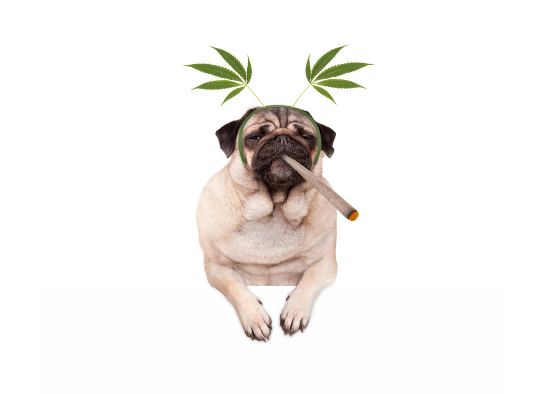 Can Animals Get High on Cannabis? - Gamut Packaging