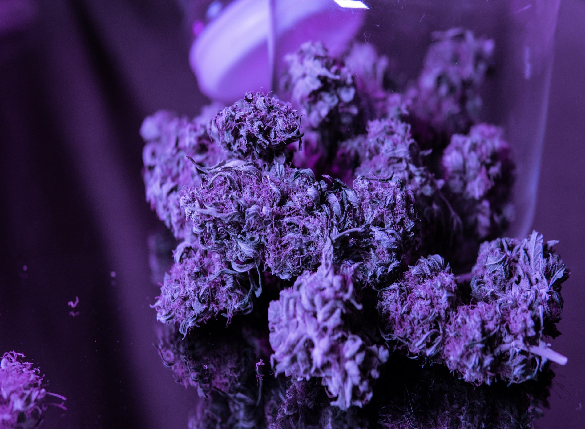 Cannabis Strain Overview: Purple Haze - Gamut Packaging