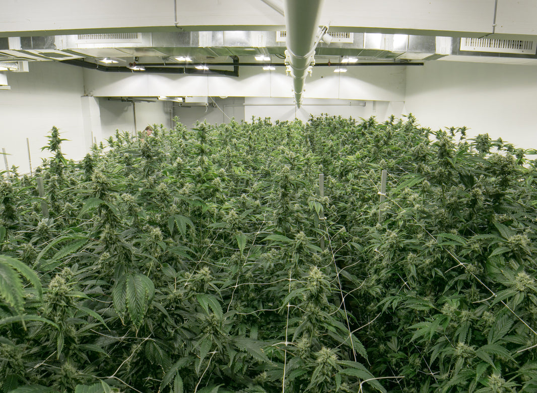 Scrogging Marijuana: What is It & How Do You Do It? - Gamut Packaging