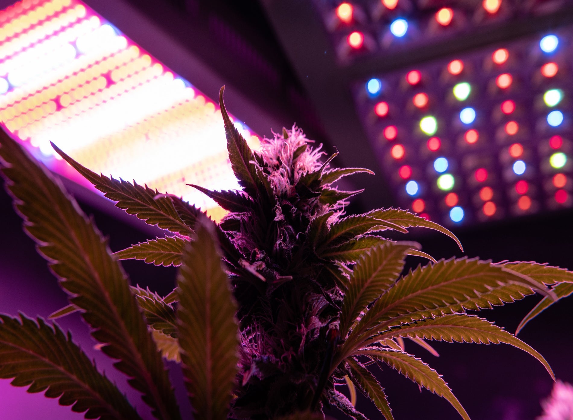 An Overview of Cannabis Grow Lights: Heat, Cost, Yields - Gamut Packaging