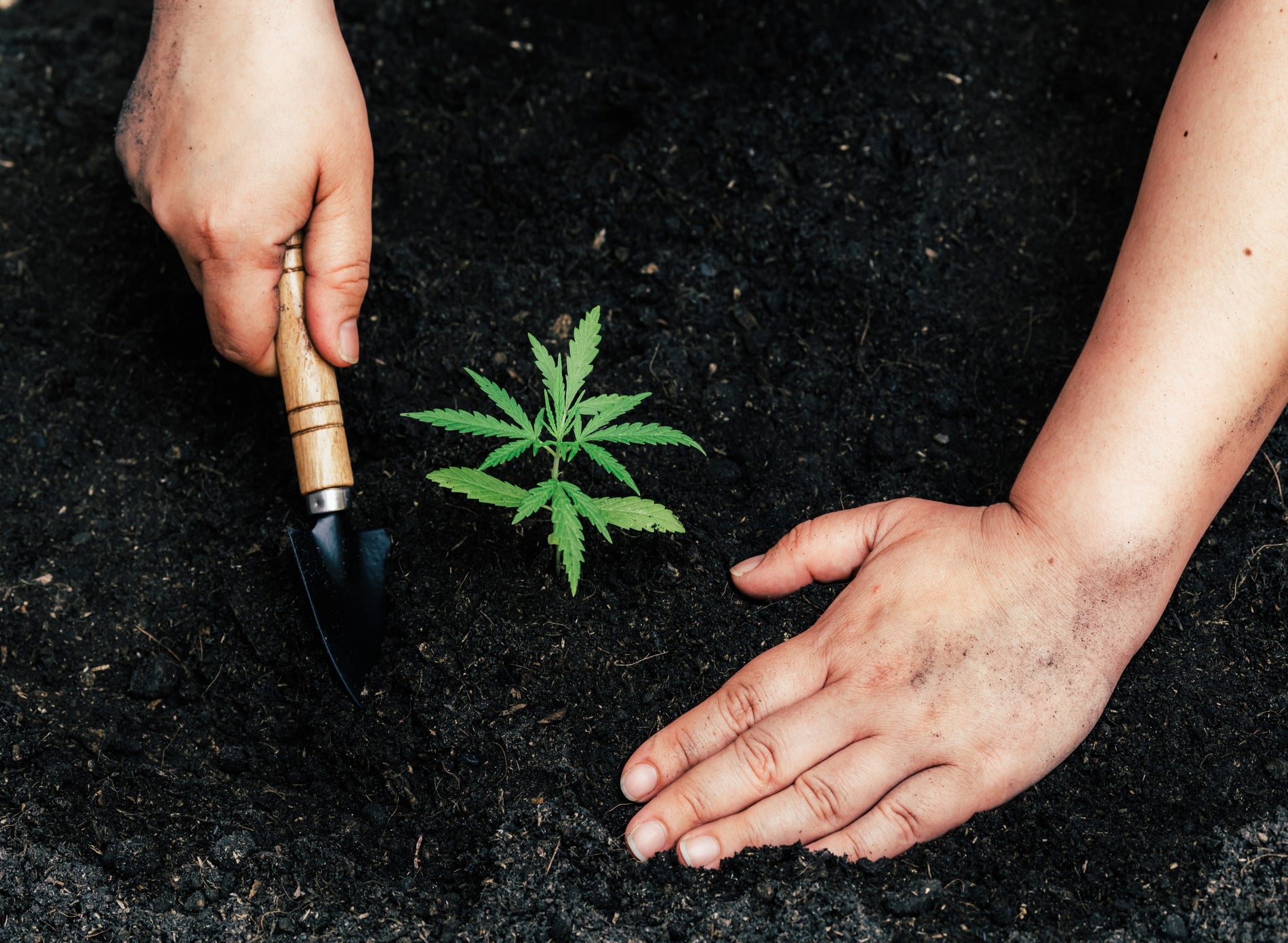 Cannabis Fertilization: How Does It Work? - Gamut Packaging