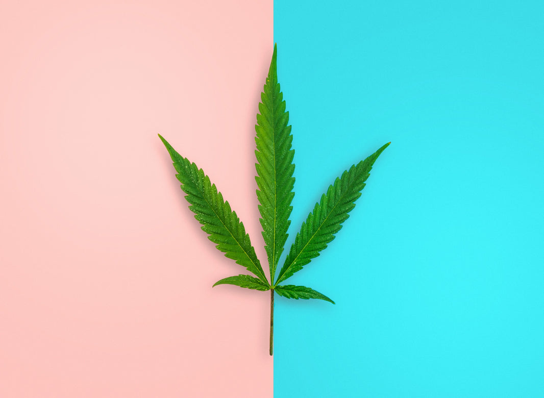 Male Cannabis Plants vs Female Cannabis Plants: Differences & Similarities - Gamut Packaging