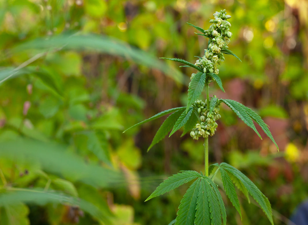 What is Photoperiod Cannabis? What You Should Know - Gamut Packaging