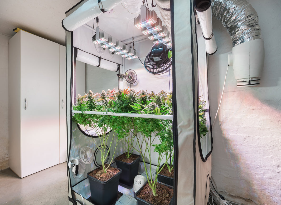 Marijuana Grow Tents: A Complete Guide - Gamut Packaging