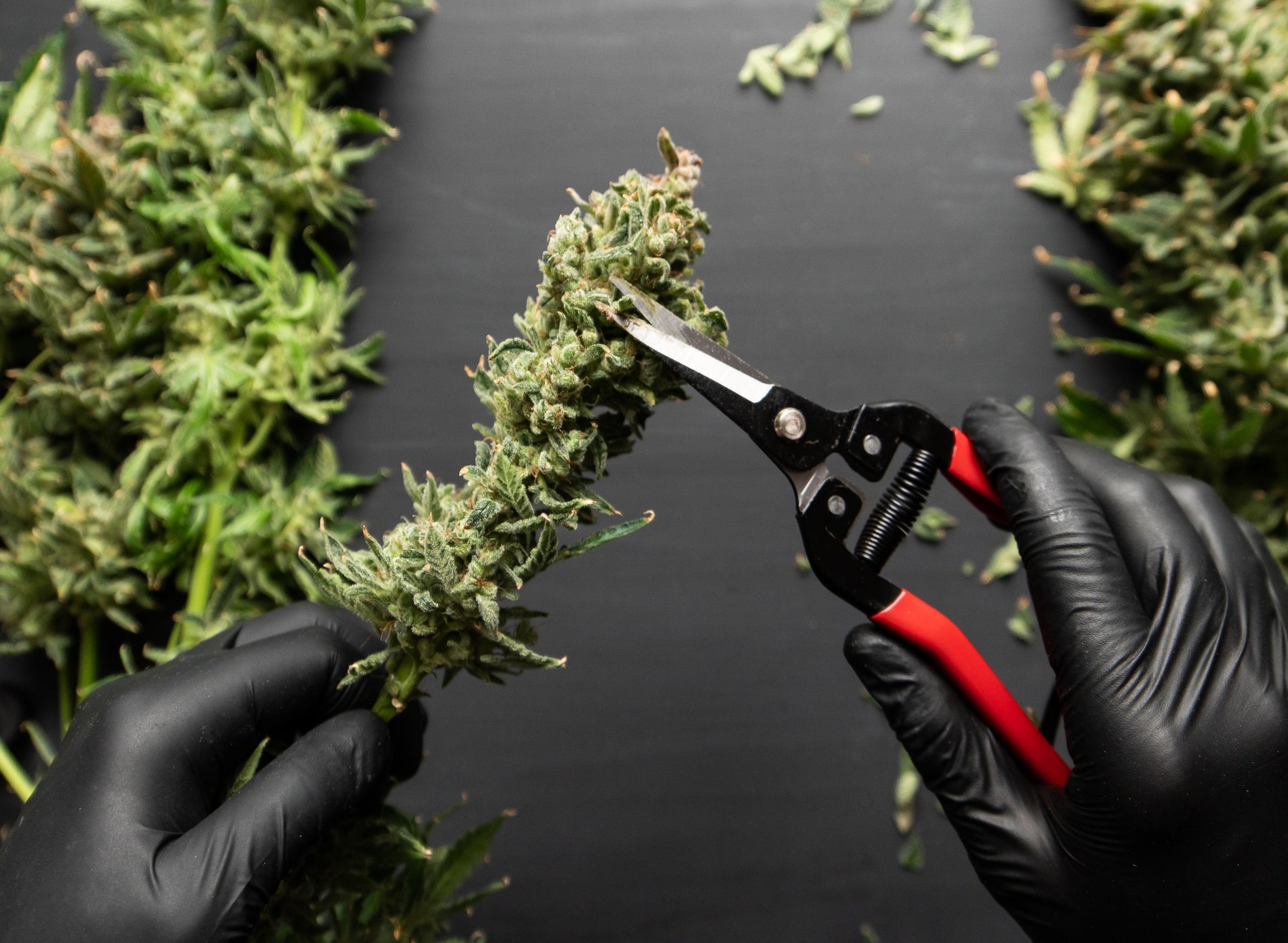 How to Trim Cannabis: A Complete Guide - Gamut Packaging