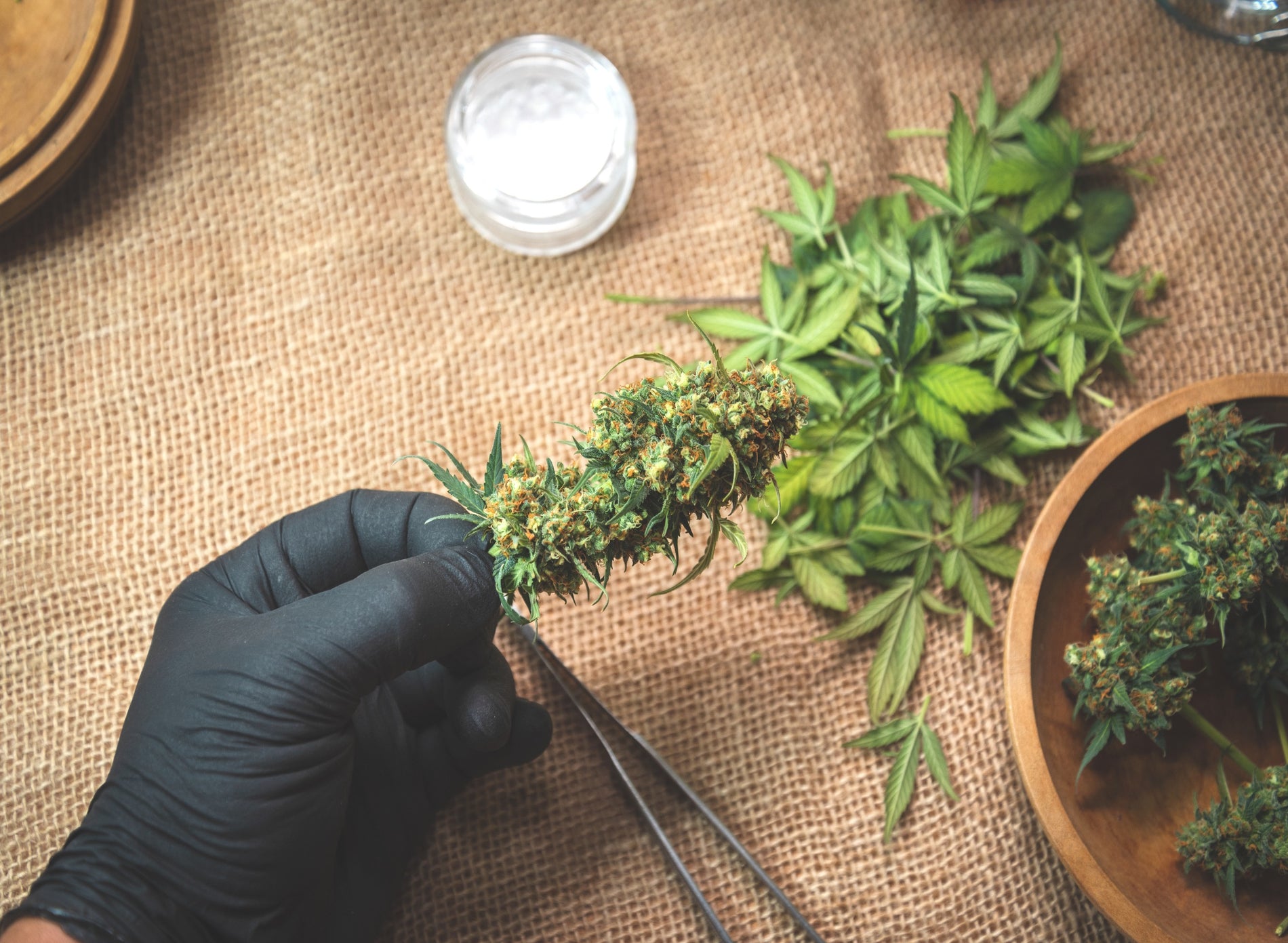Over Ripe Cannabis Buds: What Causes It And How To Fix It