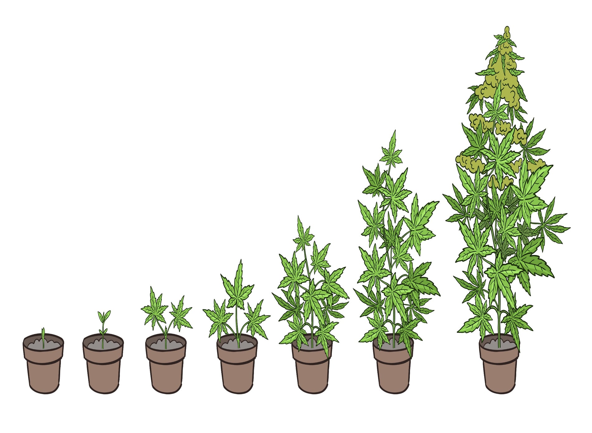 A Comprehensive Guide To The Cannabis Flowering Phase - Gamut Packaging