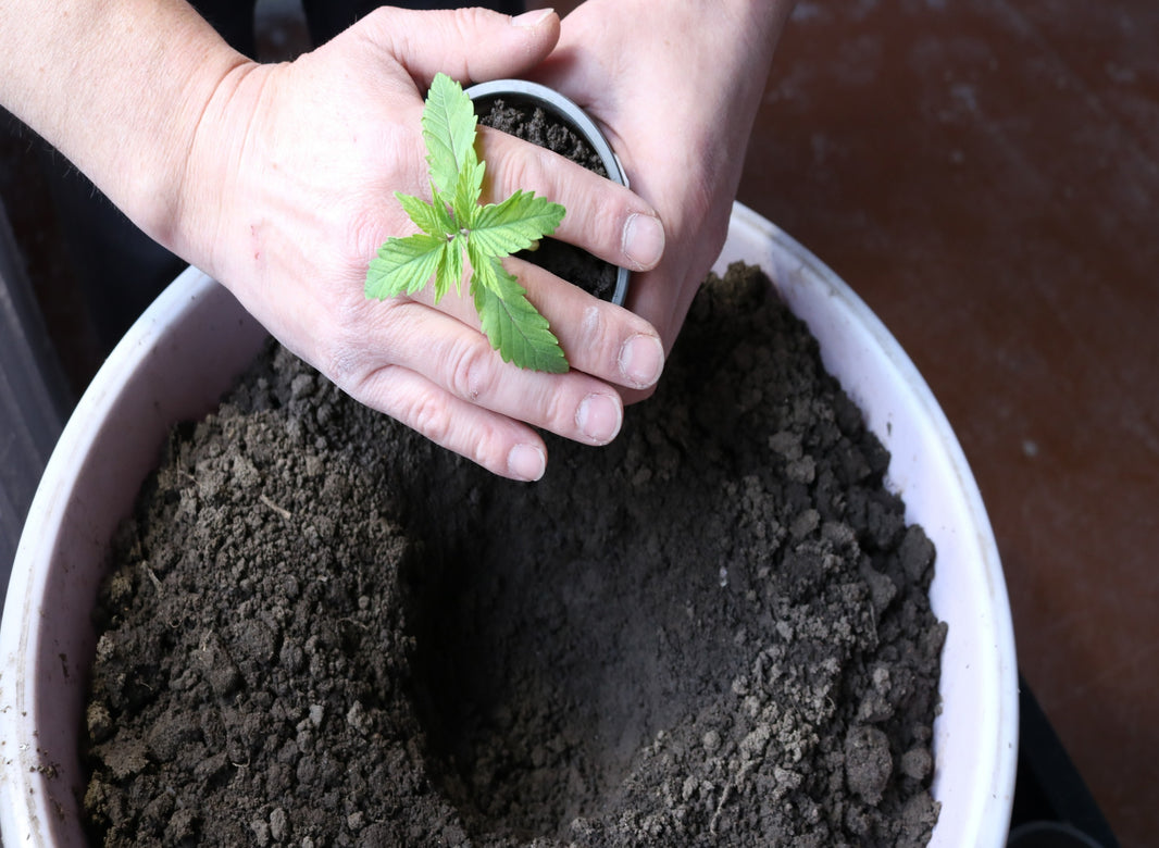 How and When to Transplant Your Cannabis Plants  - Gamut Packaging