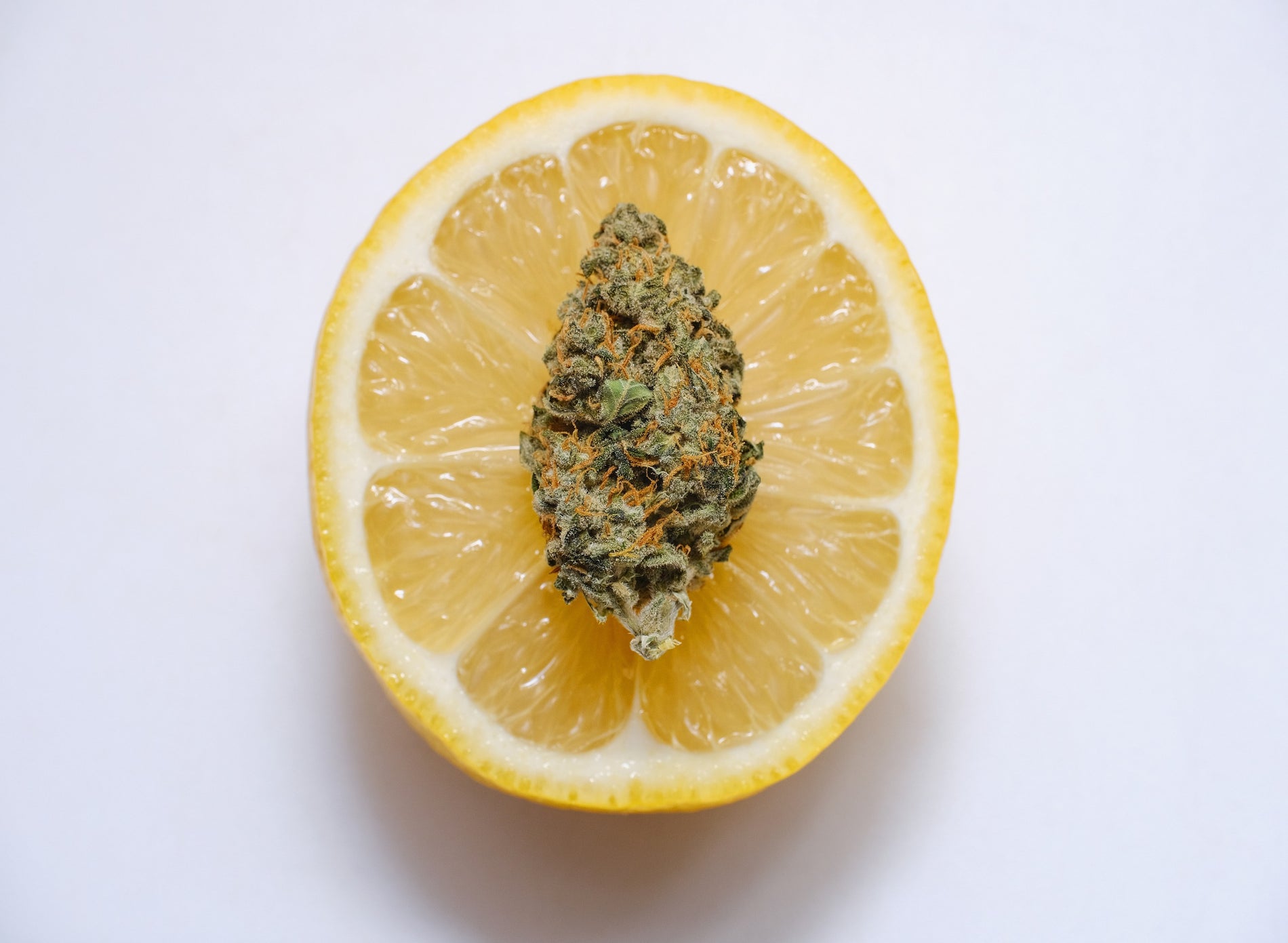 Cannabis Strain Overview: Super Lemon Haze - Gamut Packaging