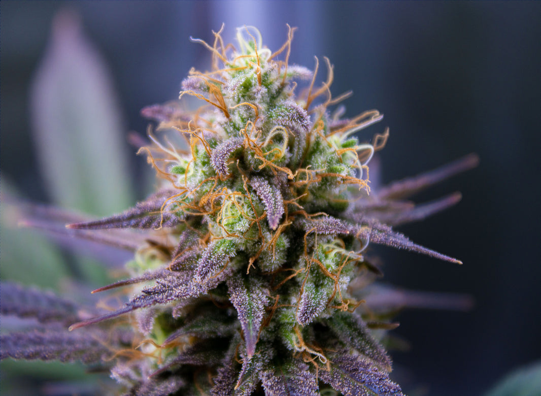 Cannabis Trichomes: What Are They? - Gamut Packaging