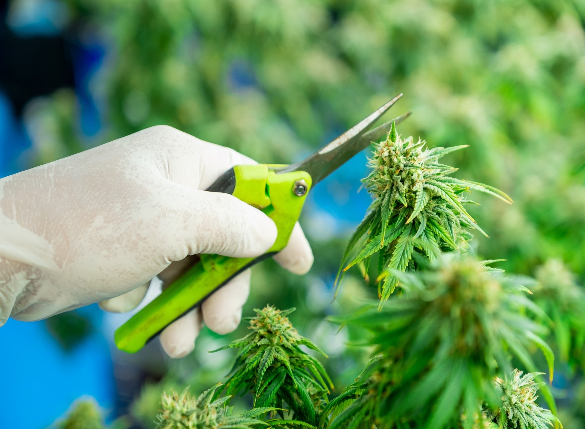 Pruning Cannabis for Optimal Yield & Quality - Gamut Packaging