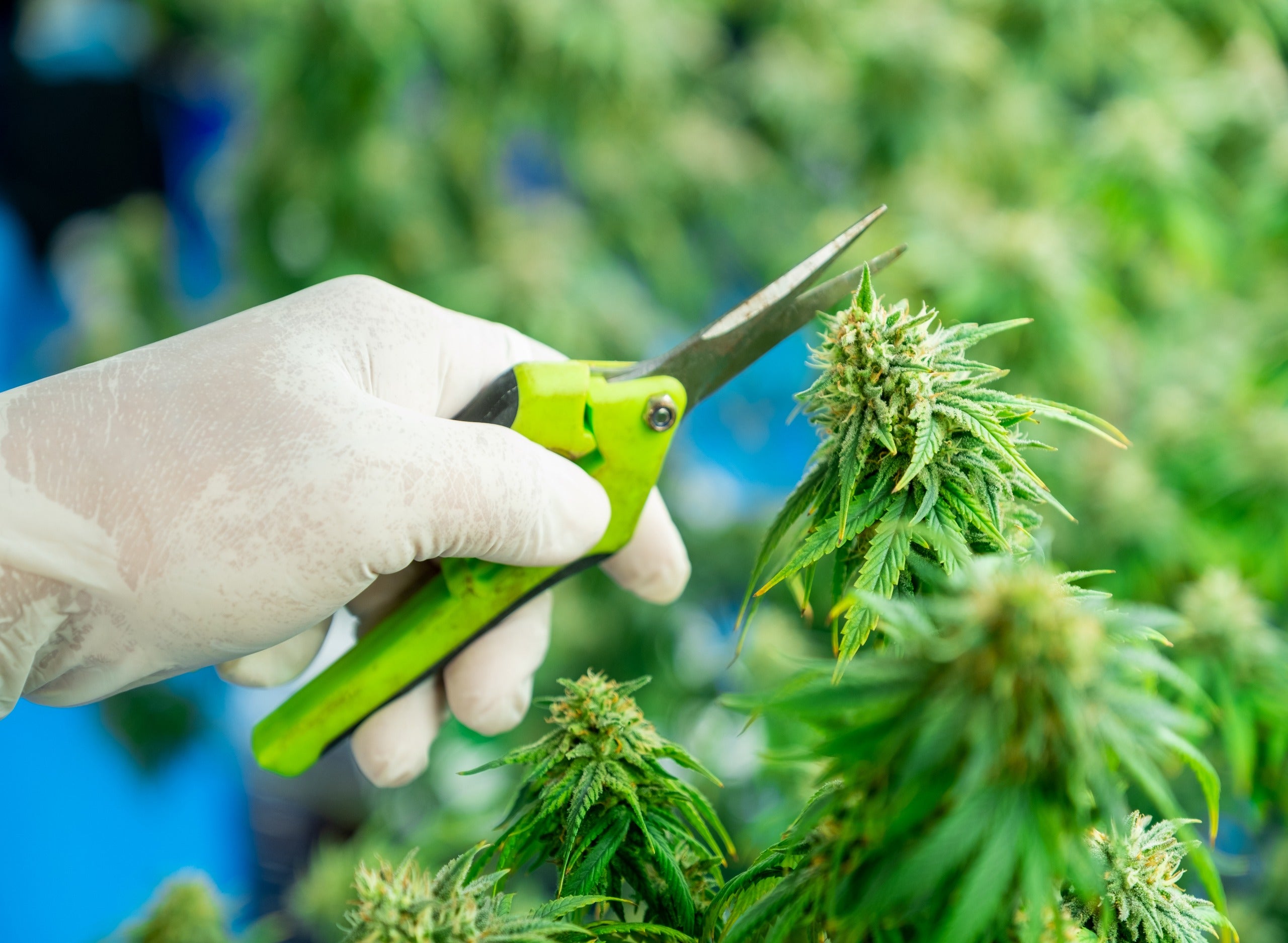 Pruning Cannabis for Optimal Yield & Quality - Gamut Packaging