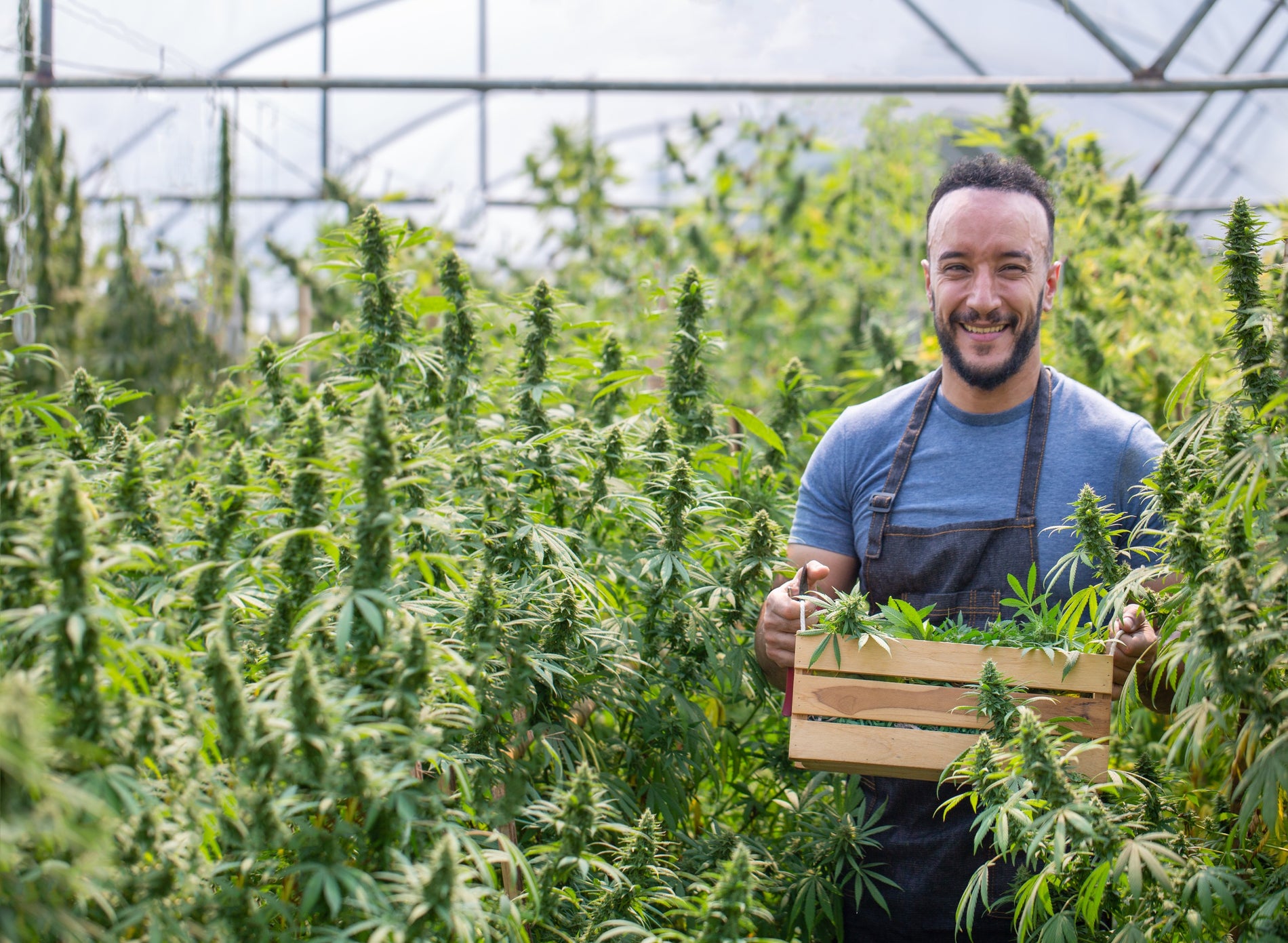 How to Harvest Cannabis Effectively: Regardless of How You Grow - Gamut Packaging