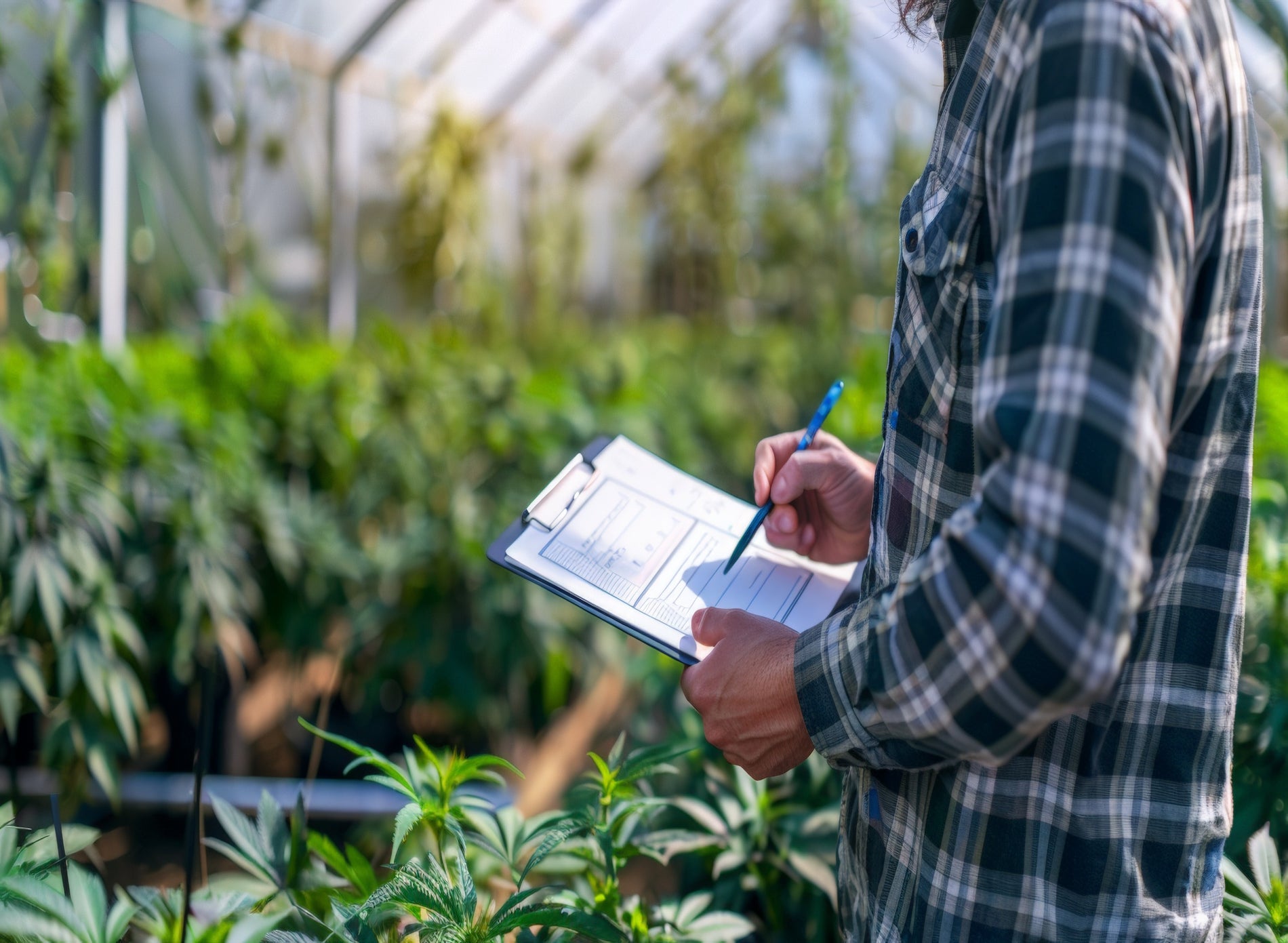 Elevating Hemp Cultivation: Implementing SOPs for Quality and Consistency - Gamut Packaging