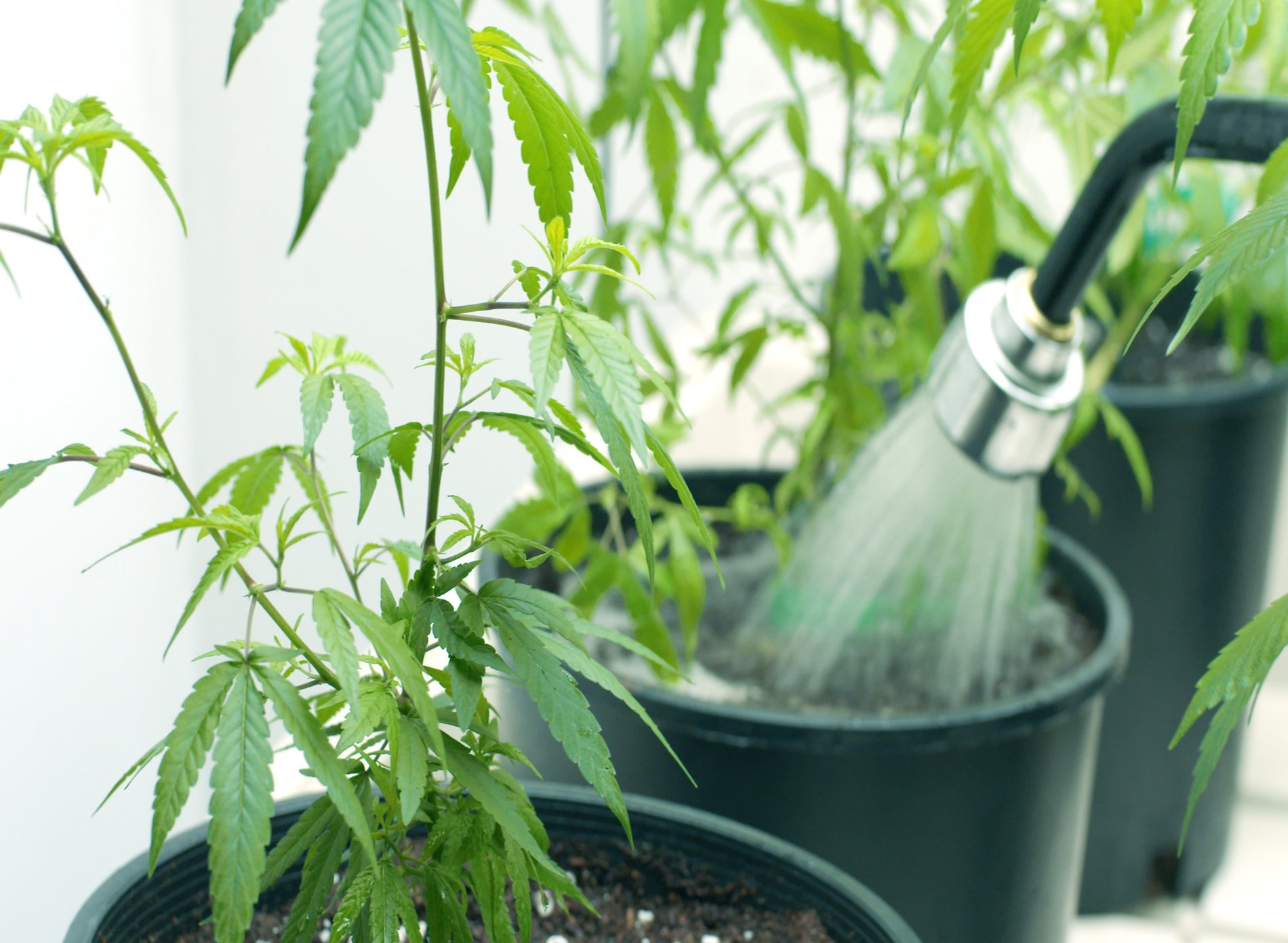 Flushing Cannabis Plants: When and How? - Gamut Packaging