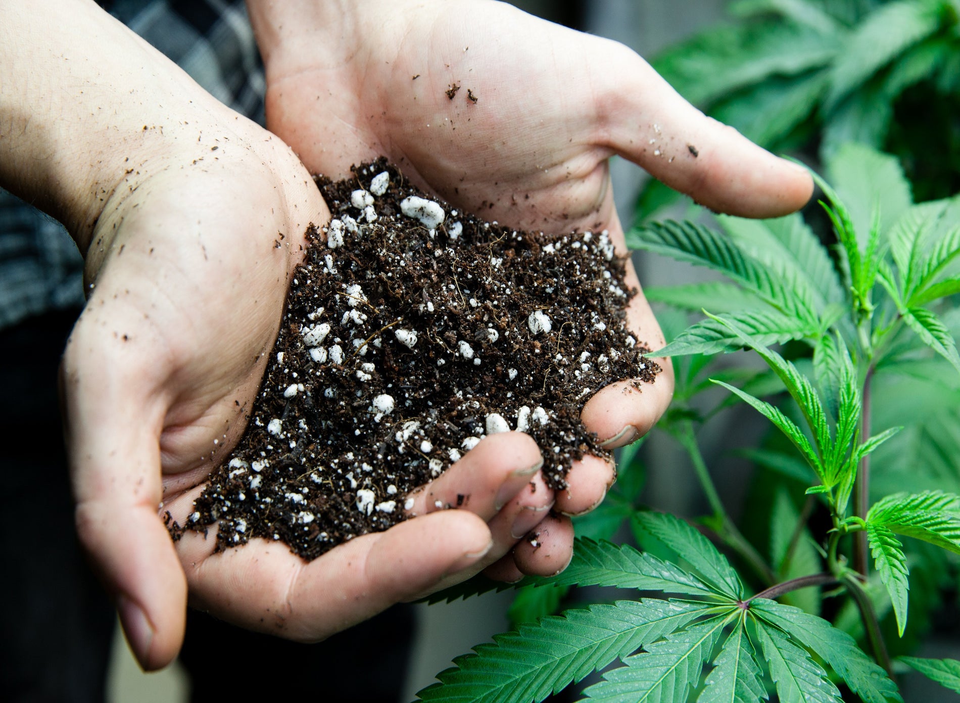 A Quick Guide to Building the Best Soil for Cannabis  - Gamut Packaging