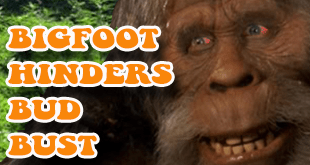 Marijuana Plants Nabbed in Bigfoot-Hindered Bust - Gamut Packaging