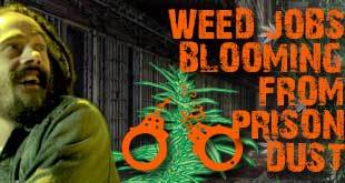 Weed Jobs Bloom from Dust of Abandoned Prison - Gamut Packaging